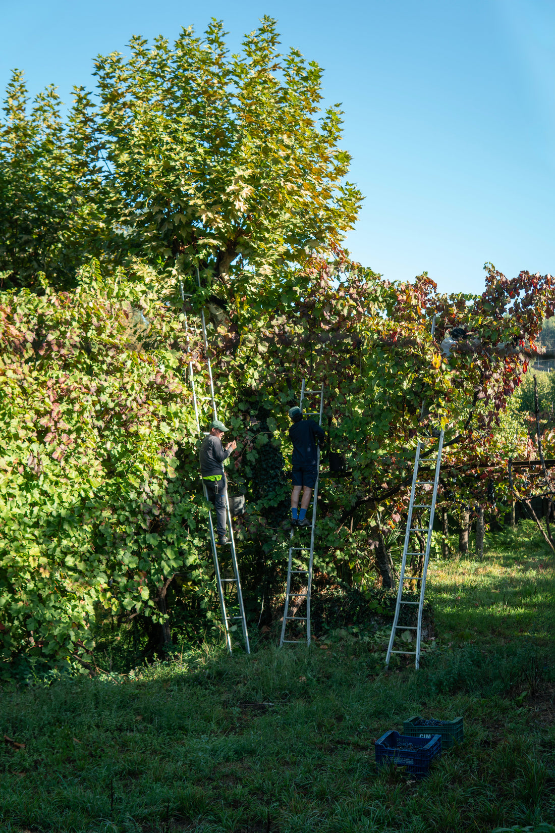 TAU! Is Officially “Enforcado”